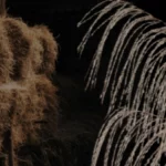 Stroh oder Miscanthus Pellets – welche Einstreu ist die bessere Wahl? | Einstreu.pro Stroh oder Miscanthus Pellets – welche Einstreu ist die bessere Wahl? – Einstreu kaufen bei Einstreu.pro