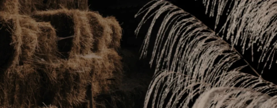 Stroh oder Miscanthus Pellets – welche Einstreu ist die bessere Wahl? – Einstreu kaufen bei Einstreu.pro