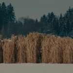 Die Miscanthus-Pflanze: Ein Alleskönner für nachhaltige Einstreu und mehr... | Einstreu.pro Die Miscanthus-Pflanze: Ein Alleskönner für nachhaltige Einstreu und mehr... – Einstreu kaufen bei Einstreu.pro