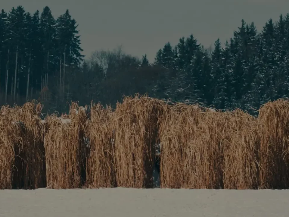 Die Miscanthus-Pflanze: Ein Alleskönner für nachhaltige Einstreu und mehr... – Einstreu kaufen bei Einstreu.pro