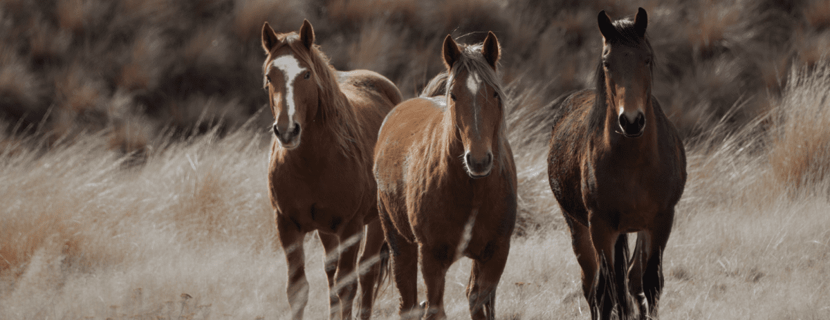 Pferde auf der Wiese