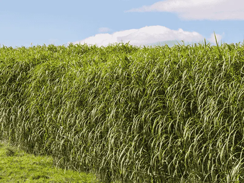 Miscanthus-Mix Einstreu: Eine Palette Häcksel 360 Kg und eine Palette Pellets 675 Kg zusammen | Einstreu.pro wie_sieht_ein_miscanthus_feld_mit_hohen_gruenen_halmen_aus