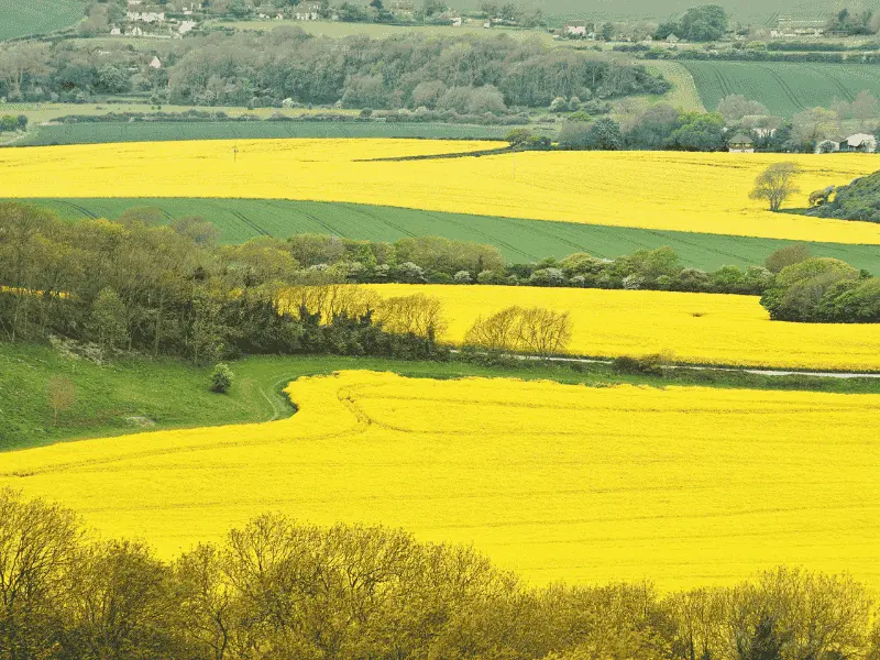 wie_sieht_ein_rapsfeld_im_fruehling_mit_leuchtend_gelber_bluete_au